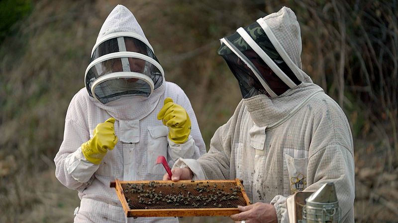 5 consells per evitar les picades d'abelles