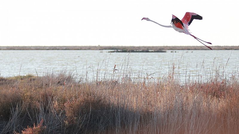La Unesco, preocupada por la sobreexplotación de Doñana pese a los progresos en el acuífero