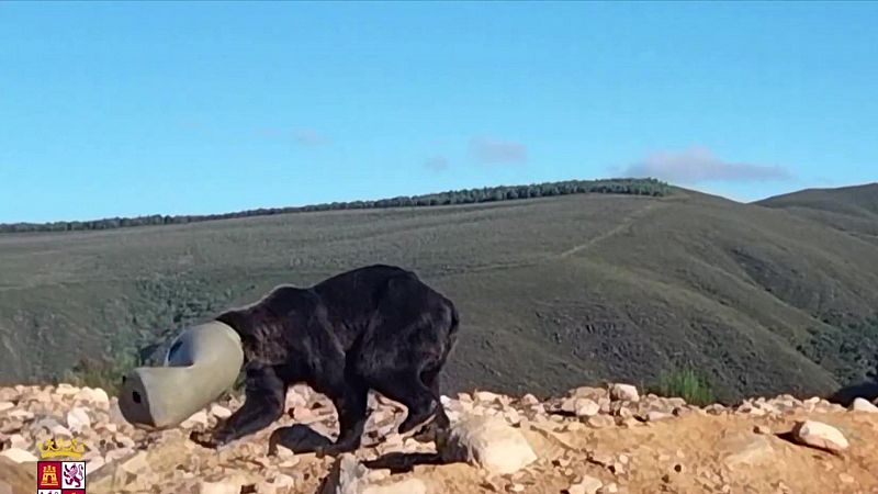 Rescatan a un oso con la cabeza atrapada en un bidn plstico en la provincia de Len