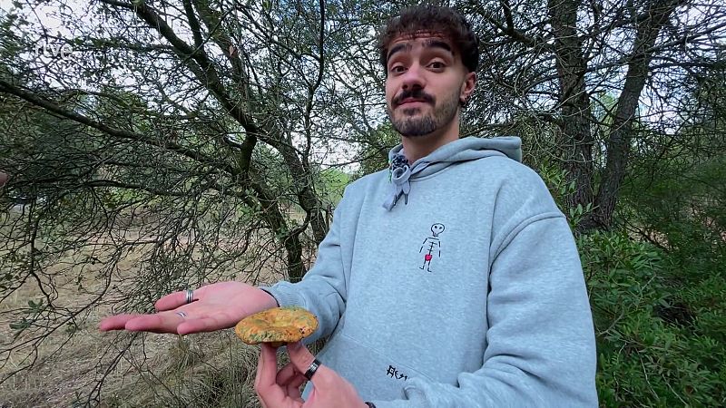 Tot el que has de saber sobre els bolets