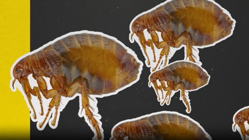 D'on ve l'expressió "l'any de la picor"?