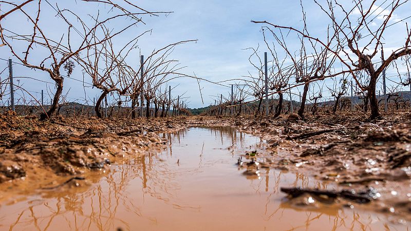 El pedrisco causa da�os en 15.000 hect�reas y unas p�rdidas de 40 millones