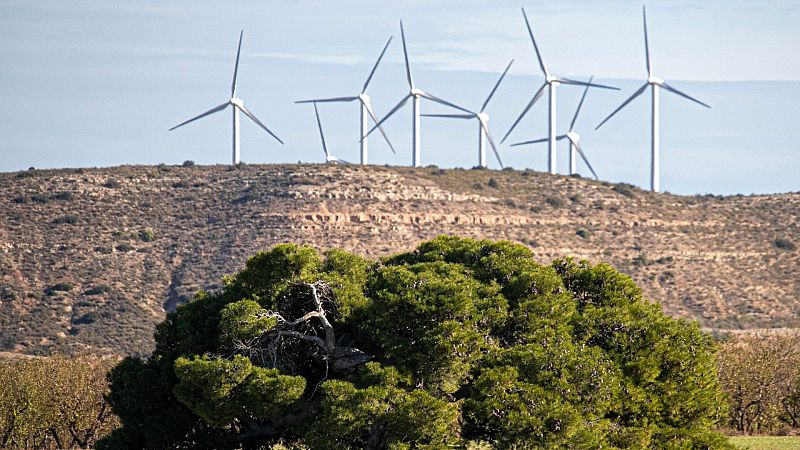 Unas 9.000 aves han muerto en los últimos tres años al impactar con aerogeneradores