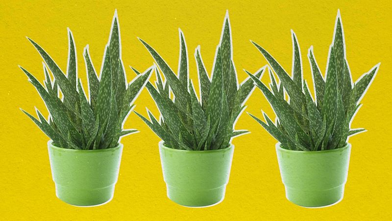 Aquestes són les 10 paraules més boniques en català