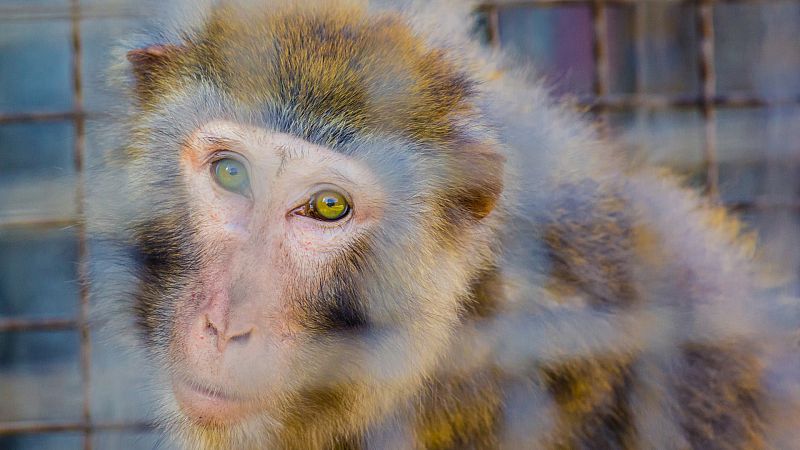 Médicos denuncian la muerte de 12 monos en los ensayos de chips cerebrales de Neuralink, la empresa de Elon Musk