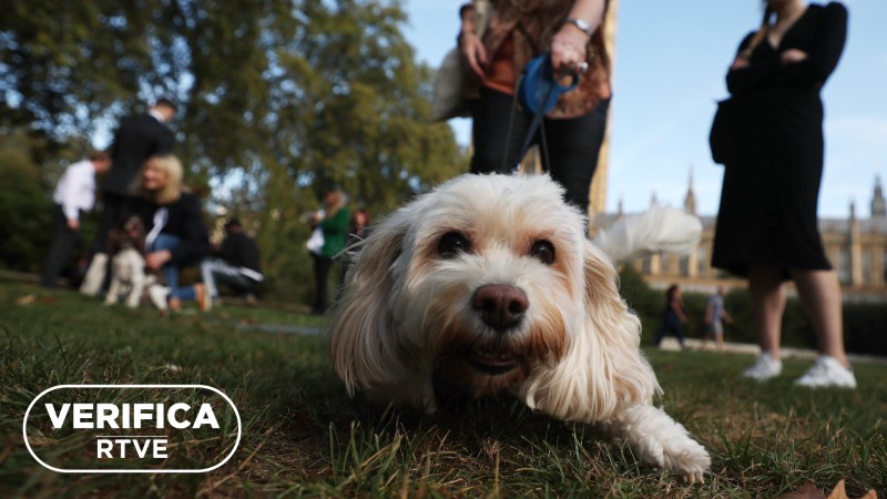 La Ley de bienestar animal entra en vigor pero el seguro para perros todavía no es obligatorio