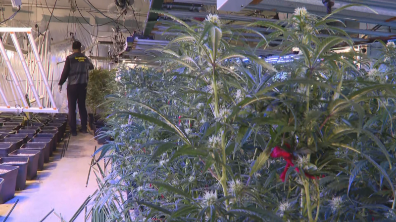 Cop policial al tràfic i cultiu de marihuana a Catalunya amb 38 detinguts