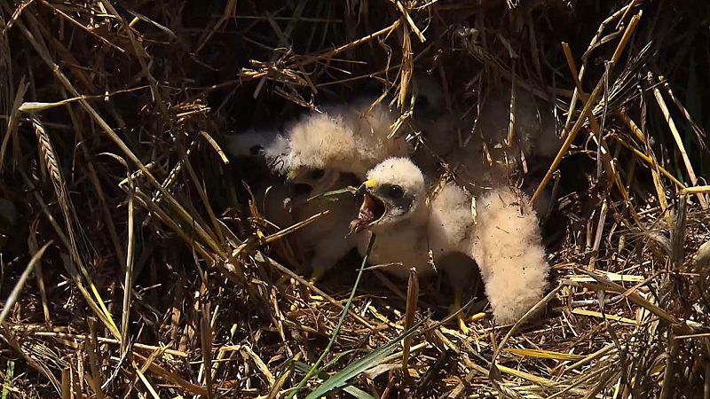 El aguilucho cenizo camino a la extincin. Cmo proteger a esta especie vulnerable?