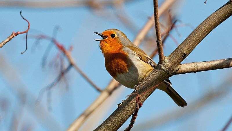 La zoomusicologa: la ciencia que estudia la msica dentro del mundo animal