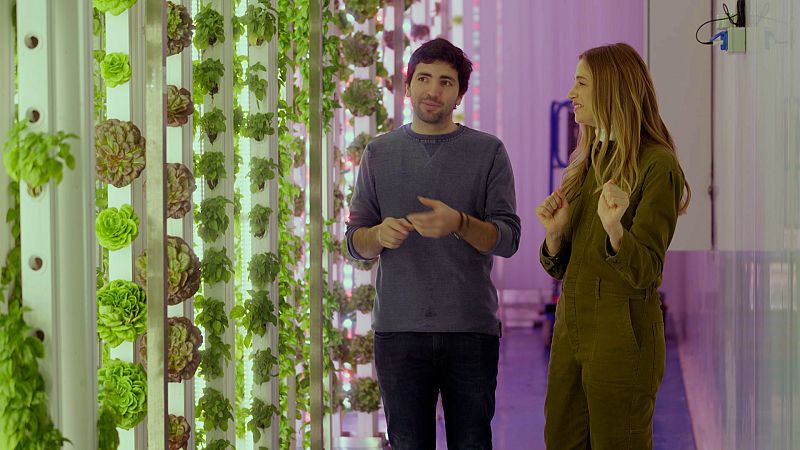 Enciams cultivats sense terra i en vertical: el cultiu hidropònic que revoluciona l'agricultura