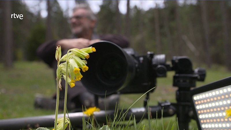 Trucs per aprendre a fotografiar flors com un professional