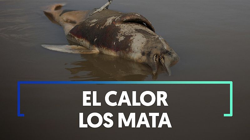 Investigan la muerte de 120 delfines en la Amazonía