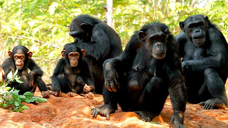 Los tres primates ms famosos que se comunicaban mediante signos con humanos