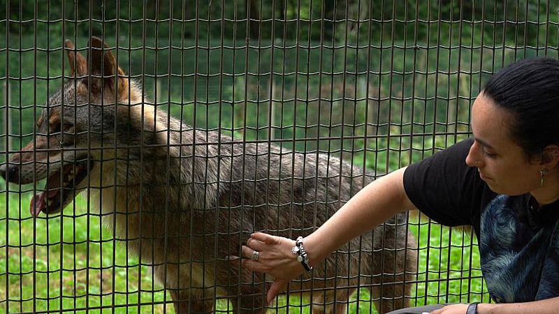 El lobo ibrico: una especie clave para el ecosistema amenazada por la variabilidad gentica