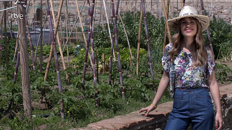 Tractaments ecològics per combatre les plagues i els fongs dels horts