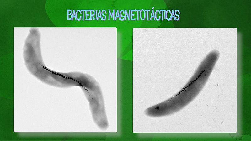 Las bacterias magnetotácticas, bacterias que salvan vidas