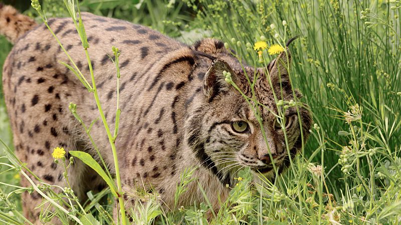 Lince ibrico: 5 datos curiosos sobre una especie que se ha librado de la extincin