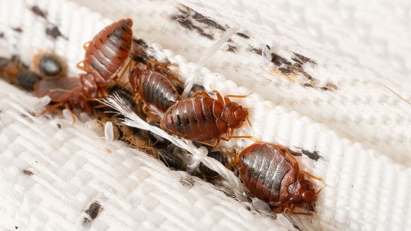 Plaga de chinches en España: ¿cómo podemos acabar con estos insectos y no infectarnos?