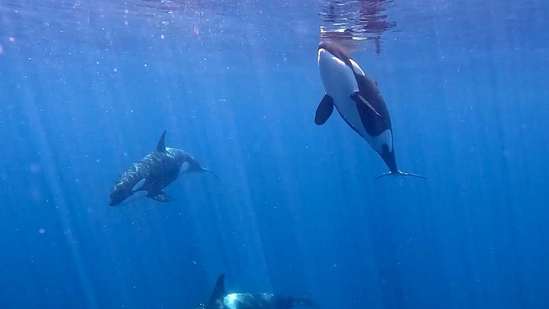 La orca ibrica: en el foco meditico tras varios incidentes con embarcaciones