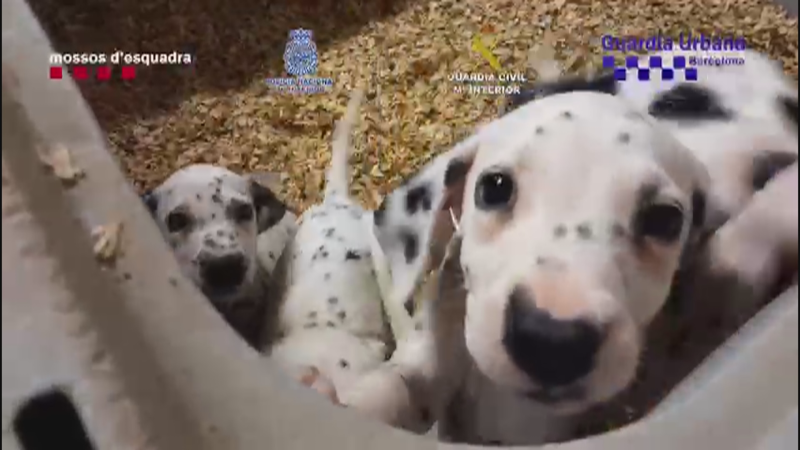 Detenen 13 persones per comercialitzar amb animals de companyia: hi ha 400 gossos i gats rescatats