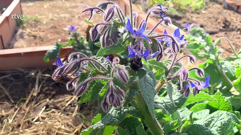 La borratja: una planta que s'aprofita tota