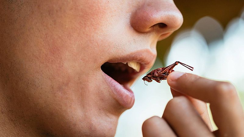 Beneficios y propiedades de los insectos comestibles