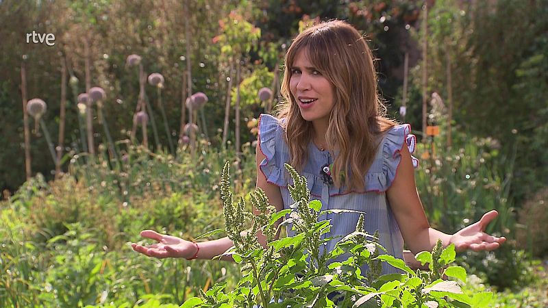 Eixarcolant, el col·lectiu que recupera les plantes oblidades