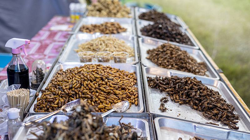 Insectos comestibles: la proteína del futuro