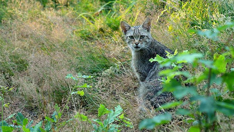 La Montaa Palentina: El mejor lugar de Europa para observar al gato monts