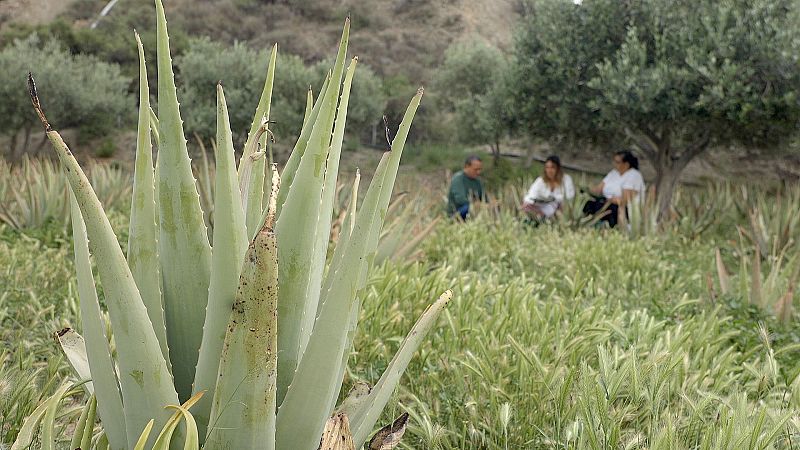 5 cosas que no sabías sobre el Aloe Vera,  la planta de las mil caras