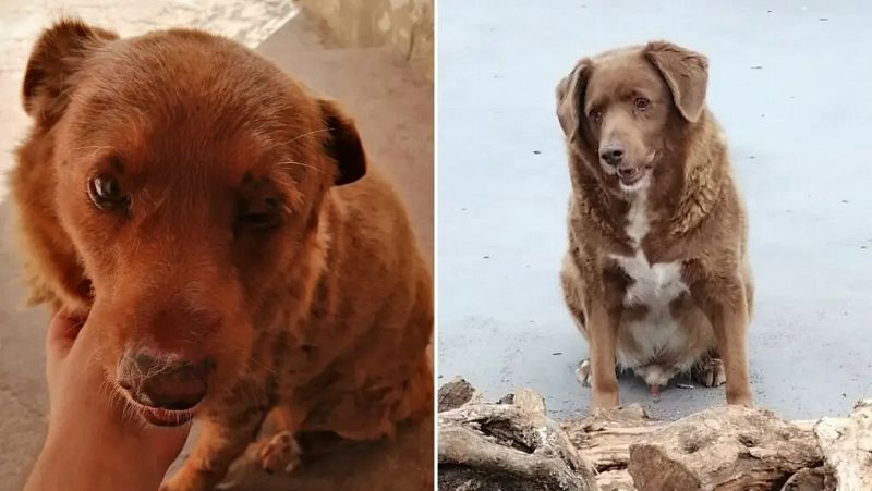 Muere Bobi, el perro más longevo del mundo, a los 31 años en Portugal