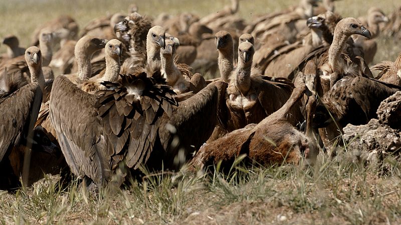 Por qu Los buitres negros forman parte de los cuerpos de emergencia de la naturaleza?