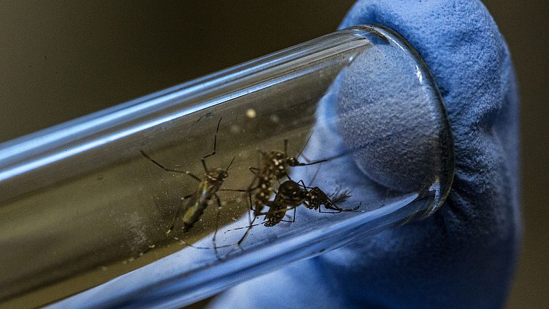 Wolbachia, el parásito de los mosquitos que podría esconder el secreto de la lucha contra el dengue