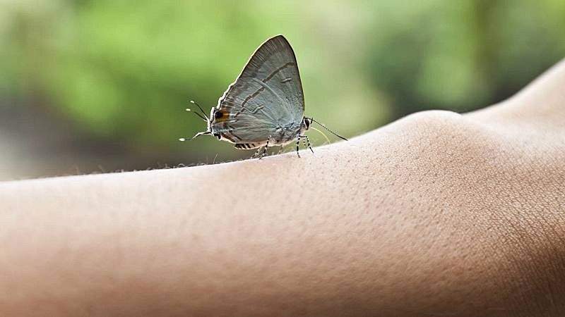 Día Internacional de la Piel de Mariposa
