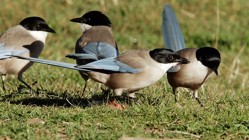 Un cuervo de colores, sociable y algo caradura: 5 curiosidades sobre el rabilargo ibrico