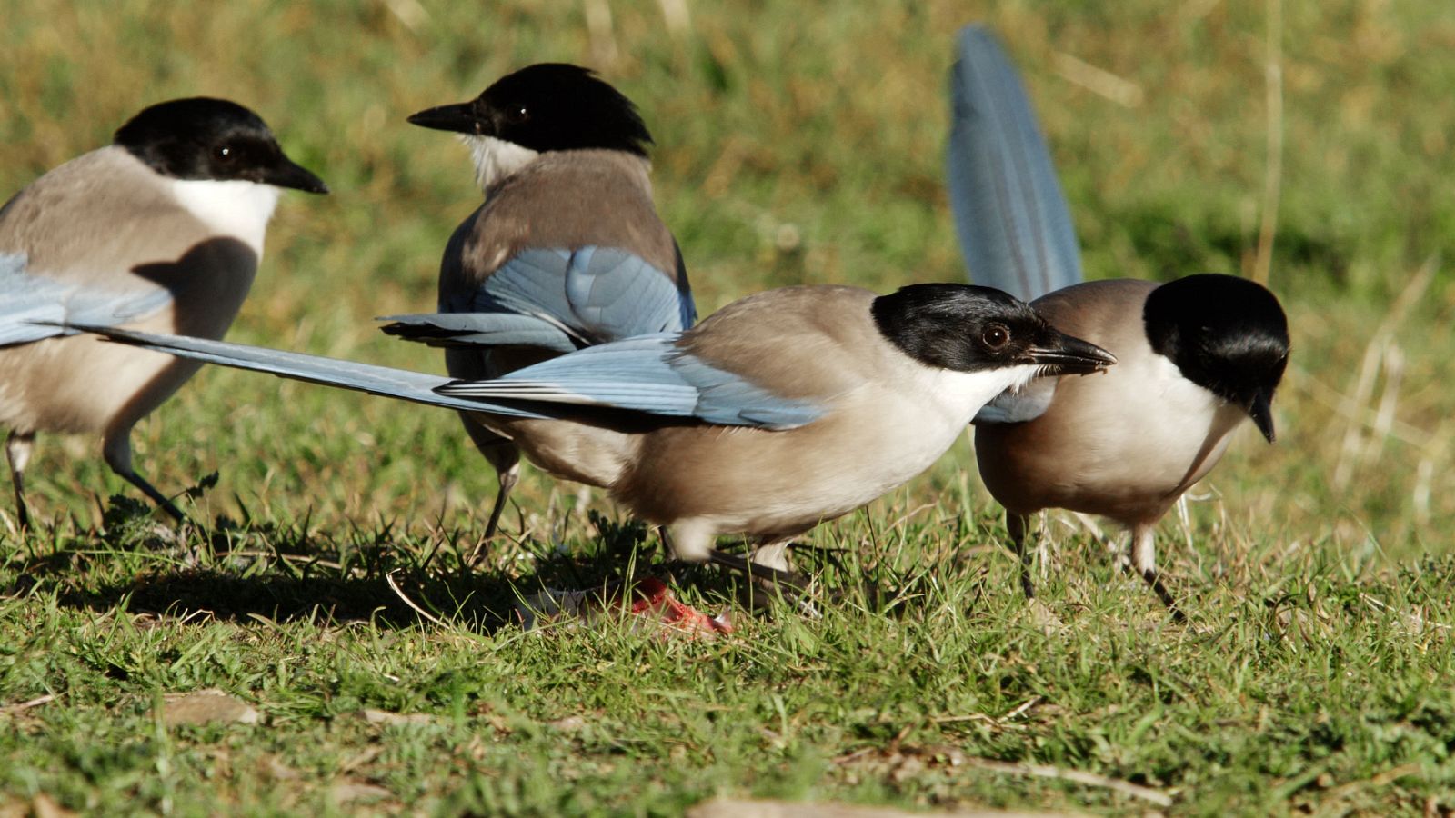 Cuaderno de campo - Rabilargo - ver ahora