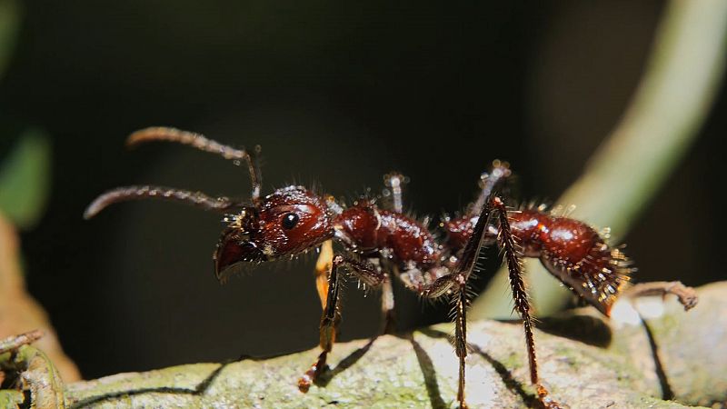 La gran ventaja de la hormiga argentina, una de las especies invasoras ms presentes en Espaa
