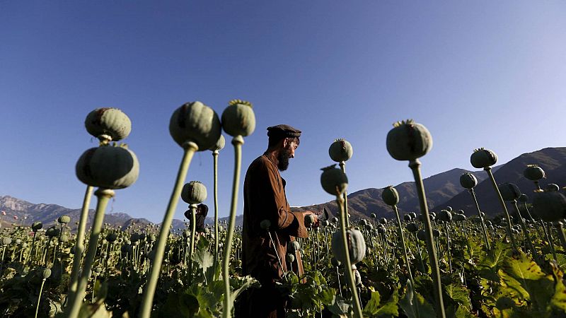 La producción de opio en Afganistán se hunde un 95 % tras el veto impuesto por los talibanes en 2022