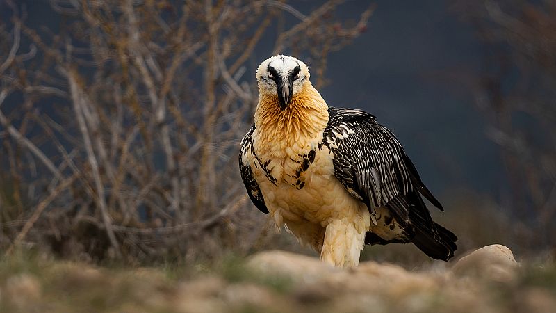 El cambio climático: el principal acelerador de la extinción de especies