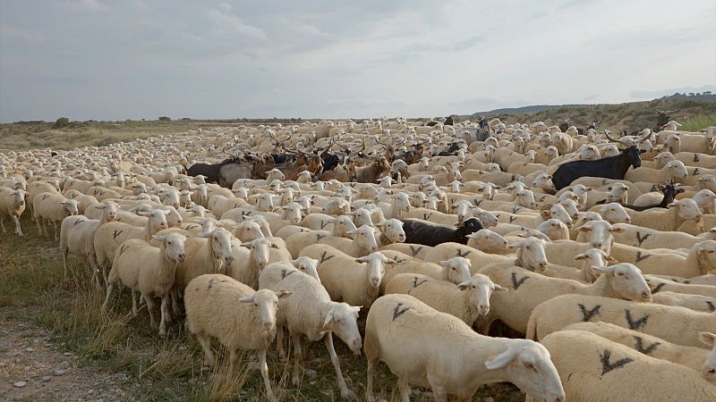 As trabajan los ltimos pastores trashumantes de Navarra