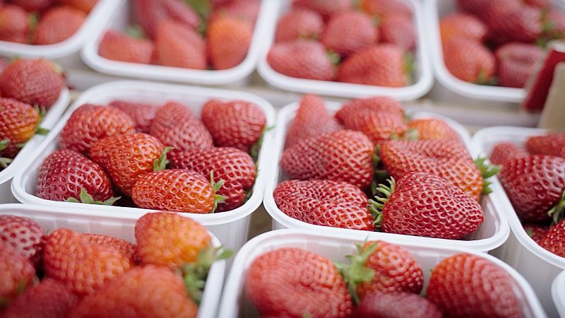 Maduixes del Maresme, les millors del món