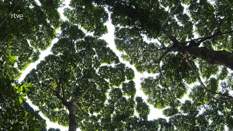 La timidesa botànica: quan les copes dels arbres eviten tocar-se entre elles