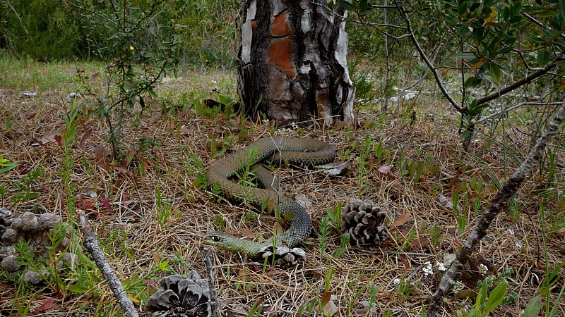 Culebras: amigas o enemigas? Descubre sus secretos en 'Cuaderno de campo'