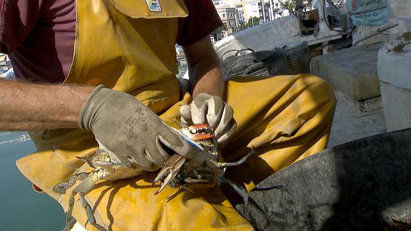 El mejillón cebra: una de las especies invasoras más dañinas del mundo