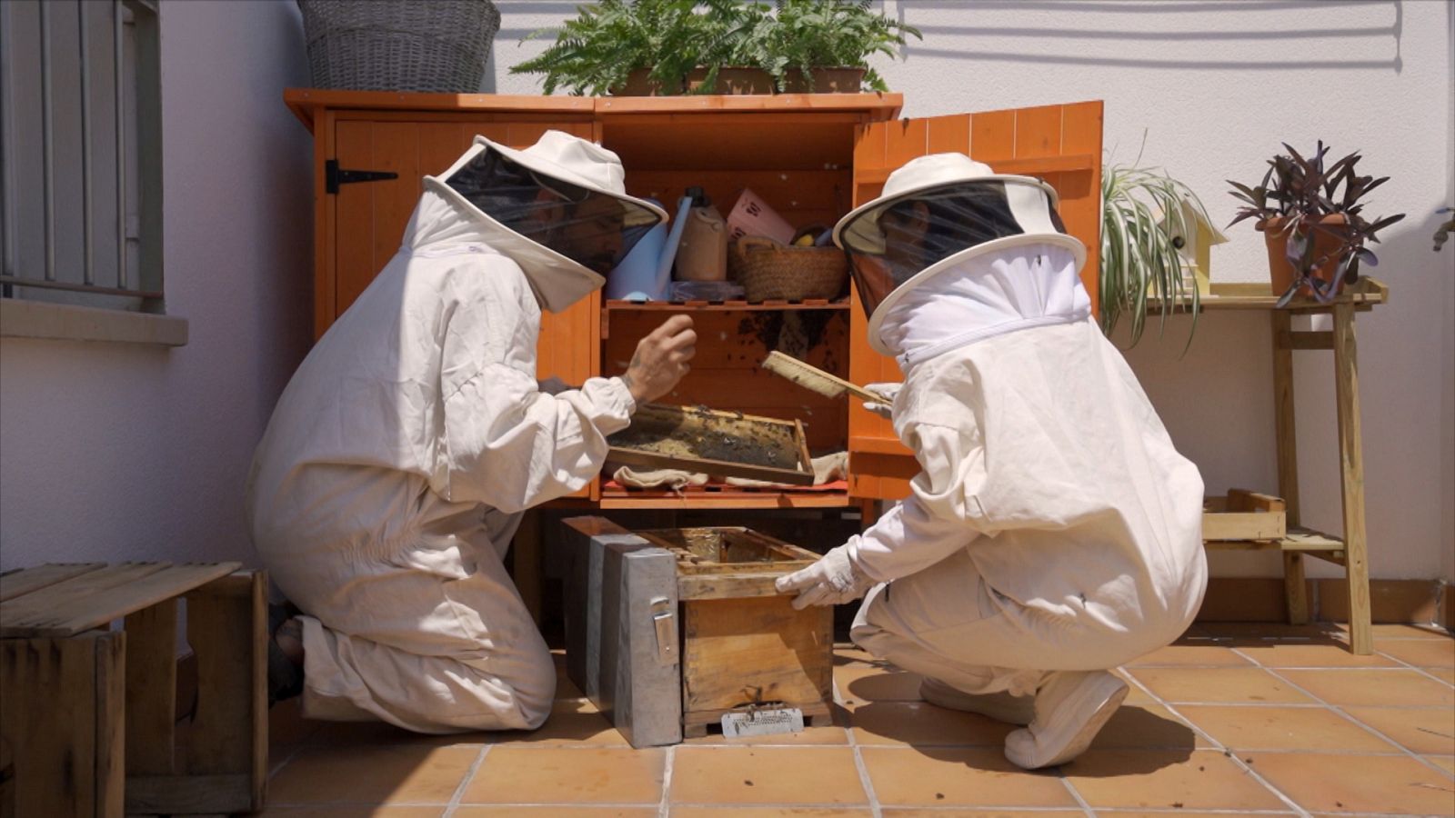 ¡Qué animal! - Compañeros de piso - ver ahora