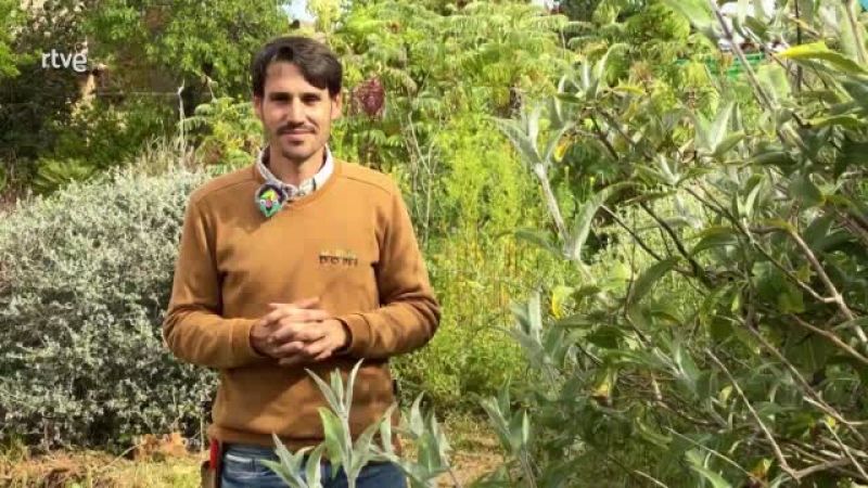 Què és un bosc d'aliments i com fer-lo?