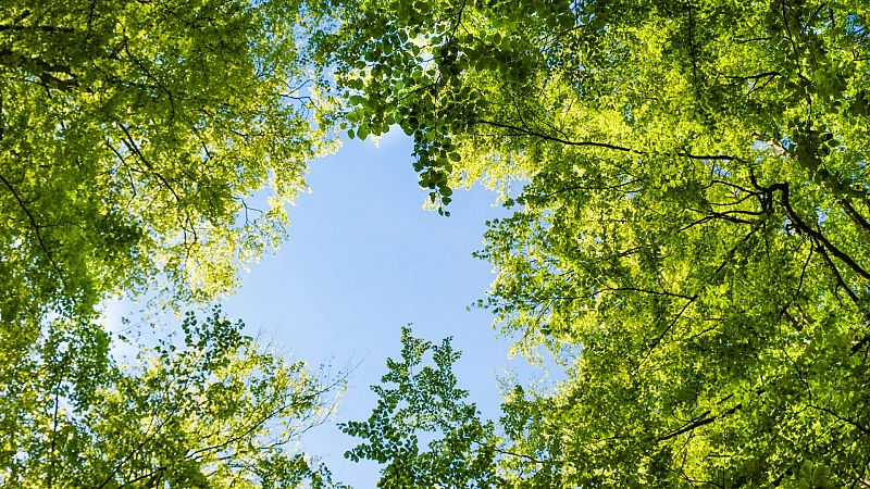 El cambio climático afecta a las hojas de los árboles y puede cambiar hasta un 34% de los bosques a nivel mundial