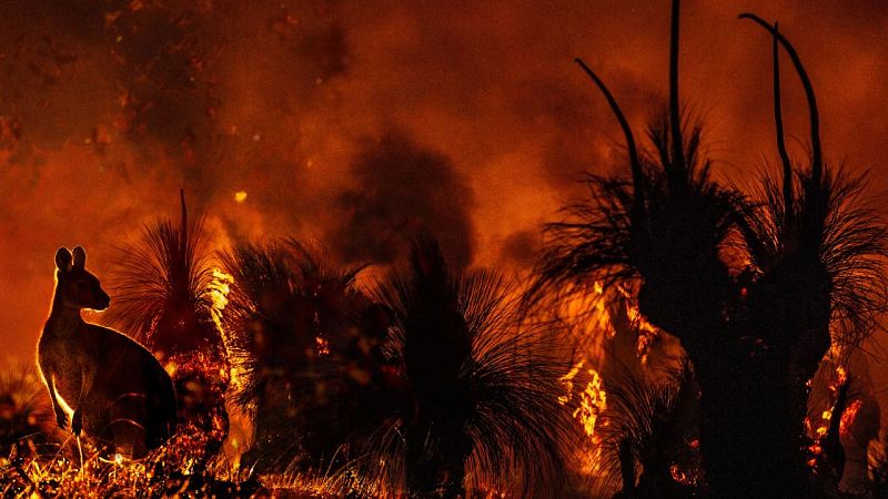 Las 4 especies animales que pueden sobrevivir a un incendio forestal