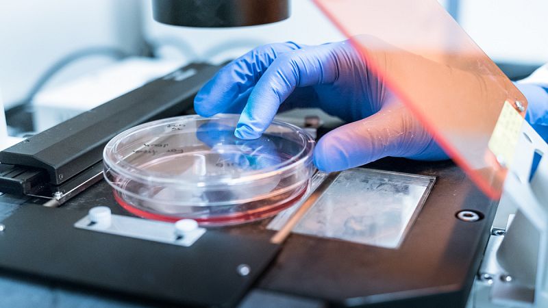 Investigadores hallan un nutriente de la carne y los lácteos que mejora la respuesta inmune contra el cáncer