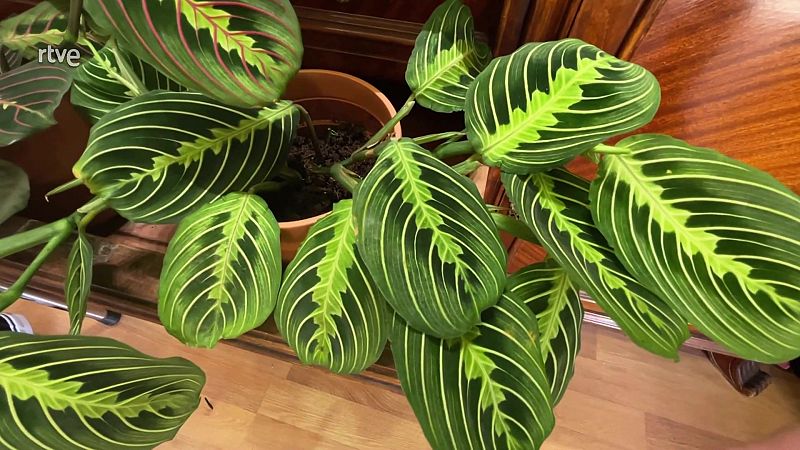 La maranta, una planta tropical que pots tenir a casa i és molt fàcil de cuidar